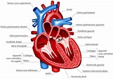 Cardiologie : Généralités sur le coeur, Rythme cardiaque, Structure ...