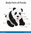 Illustrator De Partes Del Cuerpo De La Panda Ilustración del Vector ...