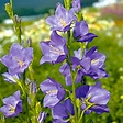 Blaue Pfirsichblättrige Glockenblume, im ca. 9 cm-Topf | Gartenhelden ...
