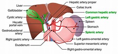 Gallbladder and Biliary Tract: Anatomy | Concise Medical Knowledge