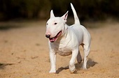 Bull Terrier: Cuidados y cómo entrenarlo | Smylepets