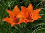 Amazon.com : Orange lily (10 Seeds) Lilium bulbiferum ssp. croceum, a.K ...