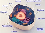 Celula Eucariota Que Es Caracteristicas Partes Y Tipos Significados ...