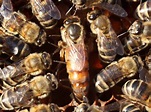 The Role of the Queen Bee - PerfectBee