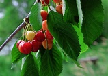How To Grow Wild Cherry Trees From Seed - A Simple Recipe