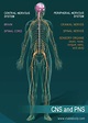 Nervous System Overview
