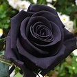 Pin by Melissa Davis on Different flowers or plants | Black rose flower ...