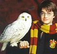 Images of Hedwig - Harry Potter Wiki