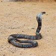 Pictures: king cobras | King Cobra snake. — Stock Photo © kuzina1964 ...