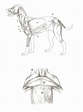 Desenhos de anatomia do cão atlas para colorir - Atividades Educativas