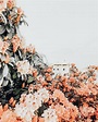 Aesthetic Wallpaper Backgrounds Aesthetic Pinterest Wallpaper | Best ...