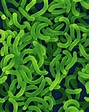 Vibrio Cholerae Bacteria Photograph by Dennis Kunkel Microscopy/science ...