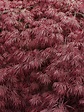 Does My Japanese Maple Have Leaf Scorch? - North American Tree Service