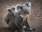 Coala - mamífero marsupial - características, fotos, ecologia - InfoEscola
