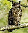 Birds of the World: Great horned owl