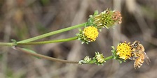 File:Bidens pilosa var. pilosa and bee s2.JPG - Wikimedia Commons