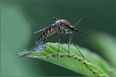 Zanzara tigre egiziana – Aedes aegyptis Linnaeus, 1762 Foto % Immagini| diptera, natura Foto su ...
