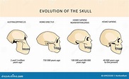 Evolución Del Cráneo Cráneo Humano Australopithecus Ilustración del ...
