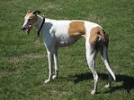 Greyhound - Wikipedia