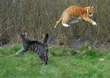 14 Awesome Pictures of Cats Jumping