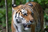 File:Tiger-zoologie.de0001 22.JPG - Wikipedia