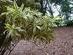 ¿Cuáles son los cuidados de la dracena? | Jardineria On