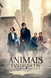 Animais Fantásticos e Onde Habitam (2016) - Pôsteres — The Movie ...