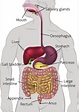 Schematic Diagram Of Human Digestive System