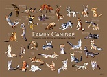 Canidae; canides; chrysocyon brachyurus; loup a criniere