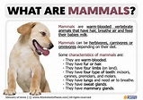 What is a Mammal | Definition of Mammal