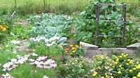 Organic Gardening 101: How to Start a Garden and Keep It Healthy ...