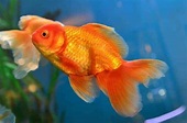 32 Tipos Populares De Peces Goldfish | Acuario3web