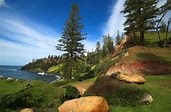 File:Norfolk-Island-Pines.jpg - Wikipedia
