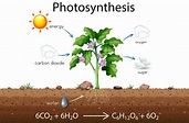 Photosynthesis Vector Art, Icons, and Graphics for Free Download