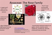 PPT - Rosaceae : The Rose Family PowerPoint Presentation, free download ...