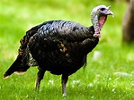 File:Wild Turkey.jpg - Wikimedia Commons