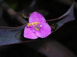 Foto de la flor de Tradescantia púrpura, tradescantia palida ...