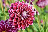 Dahlias: How to Plant, Grow, and Care for Dahlia Flowers | The Old ...