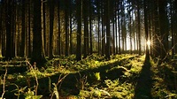 Unsere Wälder - ZDFmediathek