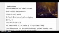 Common Sicknesses and Injuries in Warrior cats! - YouTube