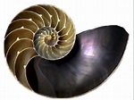 Sección de la concha del Nautilus pompilius (fuente imagexia ...
