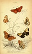 Butterfly Images, Vintage Butterfly, Butterfly Art, Vintage Flowers ...