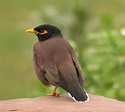 File:Mynah bird.jpg - Wikipedia
