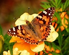 Five fun facts about painted lady butterflies – Dickinson County ...