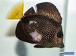 Can You Believe this Gem Tang Survived? | Reef Builders | The Reef and ...