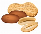 Free Nuts Cliparts, Download Free Nuts Cliparts png images, Free ...