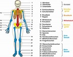 Unterrichtsmaterial Biologie: Das Skelett des Menschen