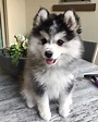 are pomskies hypoallergenic - Google Search