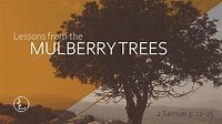 Lessons from the Mulberry Trees - YouTube