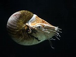 File:Nautilus pompilius 3.jpg - Wikimedia Commons